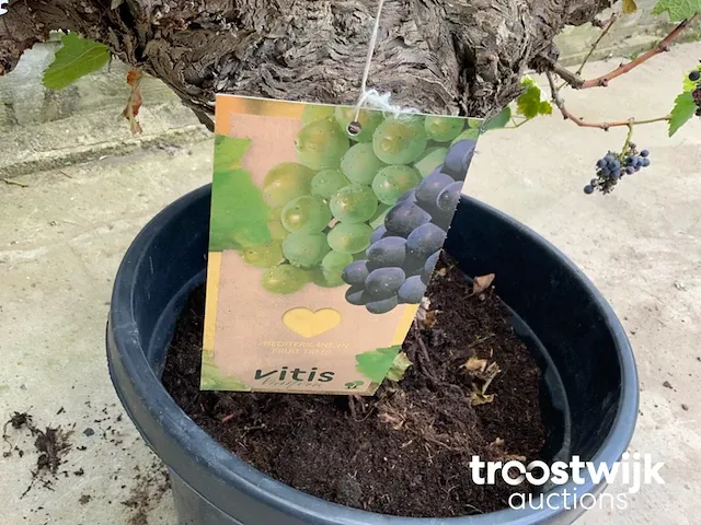 Vitis vinifera compacta druivenrank - afbeelding 4 van  5