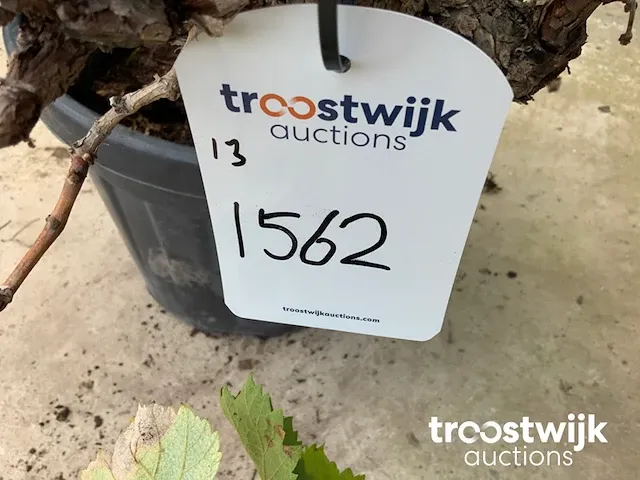 Vitis vinifera compacta druivenrank - afbeelding 5 van  5