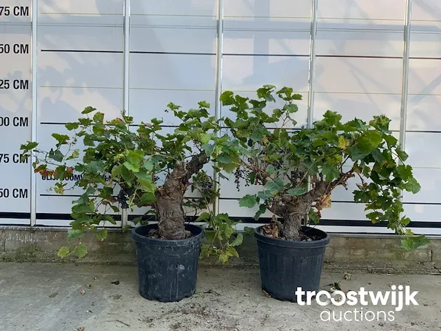 Vitis vinifera compacta druivenrank - afbeelding 1 van  7