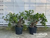 Vitis vinifera compacta druivenrank - afbeelding 1 van  7
