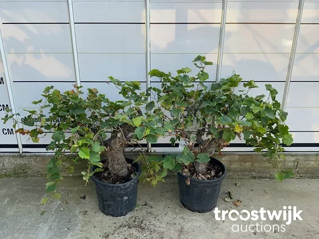Vitis vinifera compacta druivenrank - afbeelding 2 van  7