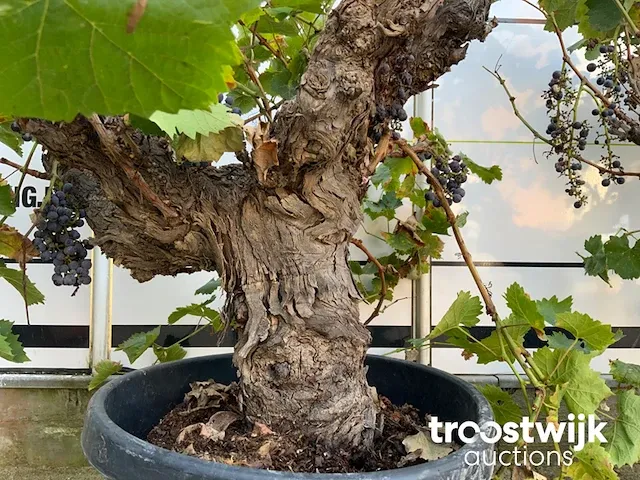 Vitis vinifera compacta druivenrank - afbeelding 3 van  7