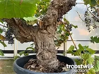 Vitis vinifera compacta druivenrank - afbeelding 3 van  7