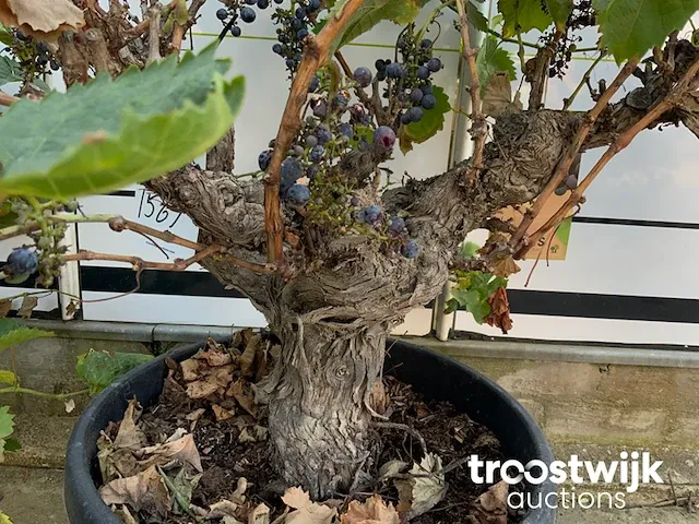 Vitis vinifera compacta druivenrank - afbeelding 4 van  7