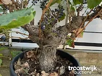 Vitis vinifera compacta druivenrank - afbeelding 4 van  7