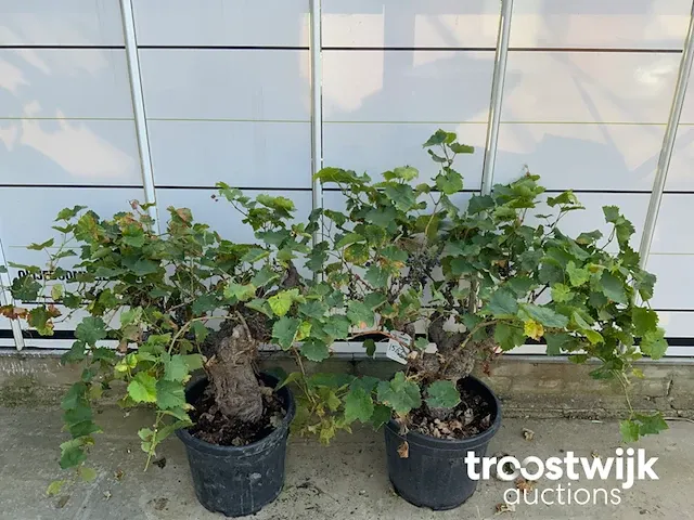 Vitis vinifera compacta druivenrank - afbeelding 5 van  7
