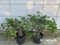 Vitis vinifera compacta druivenrank - afbeelding 5 van  7