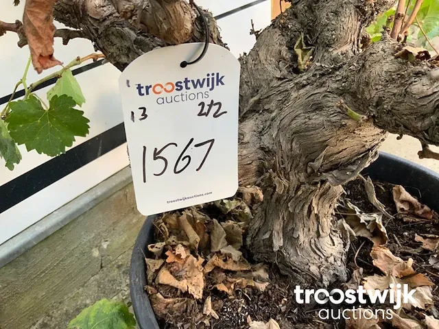 Vitis vinifera compacta druivenrank - afbeelding 6 van  7