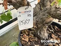 Vitis vinifera compacta druivenrank - afbeelding 6 van  7