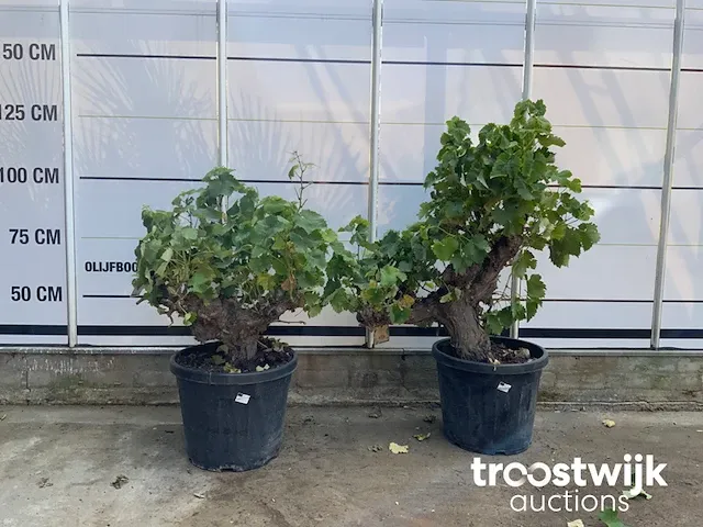 Vitis vinifera compacta - afbeelding 1 van  7