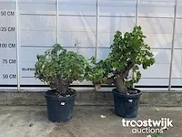 Vitis vinifera compacta