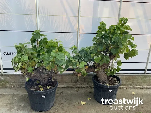 Vitis vinifera compacta - afbeelding 2 van  7