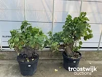 Vitis vinifera compacta - afbeelding 2 van  7