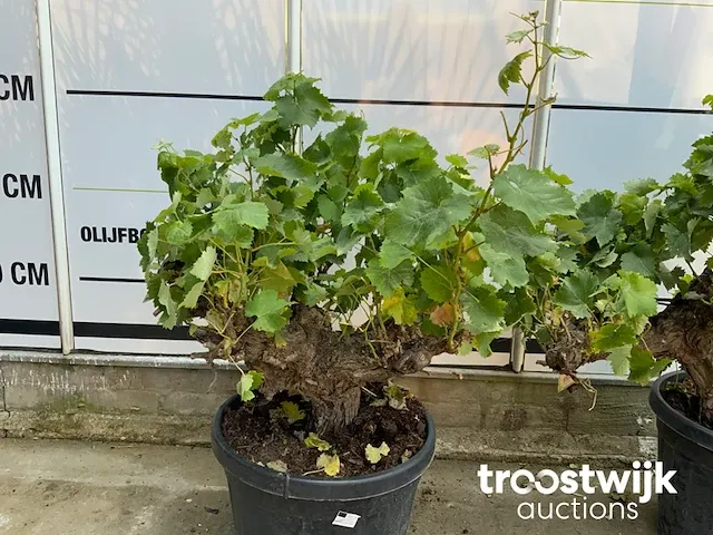 Vitis vinifera compacta - afbeelding 3 van  7