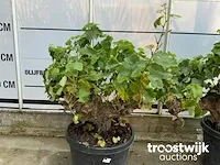 Vitis vinifera compacta - afbeelding 3 van  7