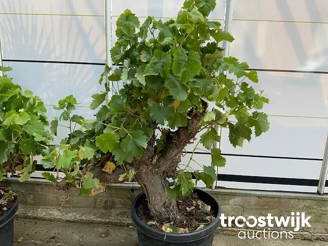 Vitis vinifera compacta - afbeelding 4 van  7