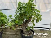 Vitis vinifera compacta - afbeelding 4 van  7