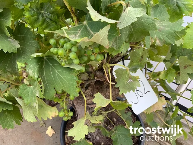 Vitis vinifera compacta - afbeelding 5 van  7