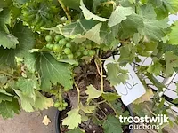 Vitis vinifera compacta - afbeelding 5 van  7