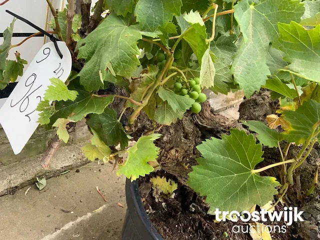 Vitis vinifera compacta - afbeelding 6 van  7