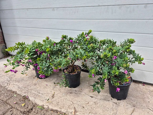 Vleugeltjesbloem - lentebloeier - polygala myrtifolia - hoogte ca. 30cm (3x) - afbeelding 1 van  3