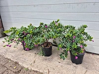 Vleugeltjesbloem - lentebloeier - polygala myrtifolia - hoogte ca. 30cm (3x) - afbeelding 1 van  3