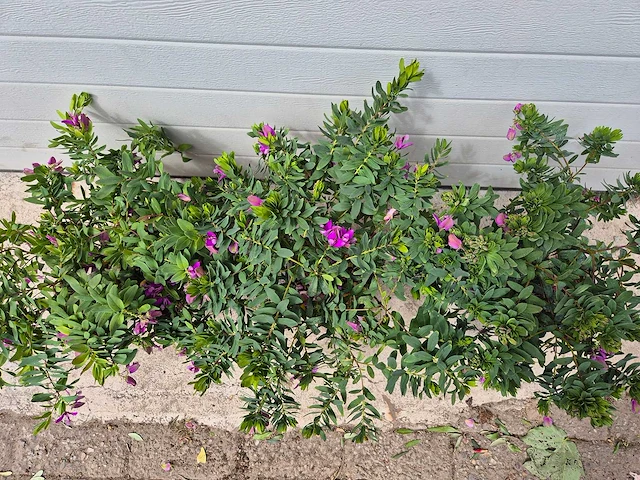 Vleugeltjesbloem - lentebloeier - polygala myrtifolia - hoogte ca. 30cm (3x) - afbeelding 2 van  3