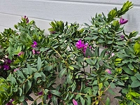 Vleugeltjesbloem - lentebloeier - polygala myrtifolia - hoogte ca. 30cm (3x) - afbeelding 3 van  3