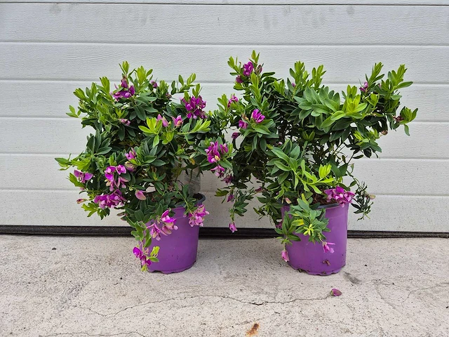 Vleugeltjesbloem - lentebloeier - polygala myrtifolia (2x) - afbeelding 1 van  2