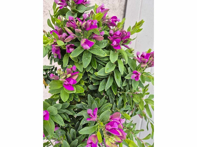 Vleugeltjesbloem - lentebloeier - polygala myrtifolia (2x) - afbeelding 2 van  2
