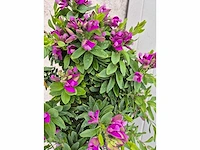 Vleugeltjesbloem - lentebloeier - polygala myrtifolia (2x) - afbeelding 2 van  2