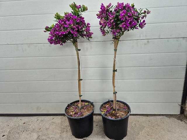 Vleugeltjesbloem op stam - lentebloeier - polygala myrtifolia - hoogte ca. 80 cm (2x) - afbeelding 1 van  3