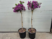 Vleugeltjesbloem op stam - lentebloeier - polygala myrtifolia - hoogte ca. 80 cm (2x) - afbeelding 1 van  3