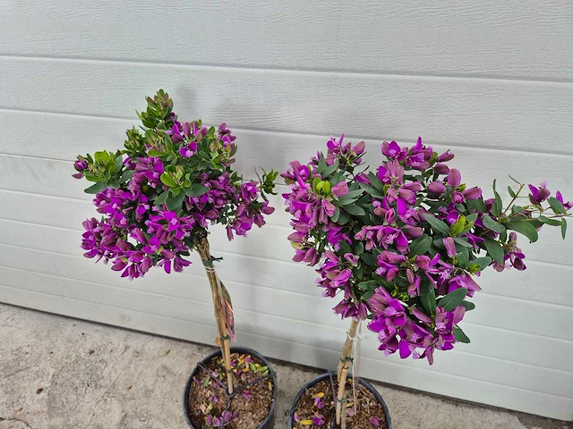 Vleugeltjesbloem op stam - lentebloeier - polygala myrtifolia - hoogte ca. 80 cm (2x) - afbeelding 2 van  3
