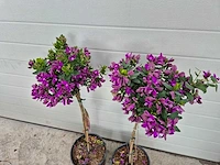 Vleugeltjesbloem op stam - lentebloeier - polygala myrtifolia - hoogte ca. 80 cm (2x) - afbeelding 2 van  3