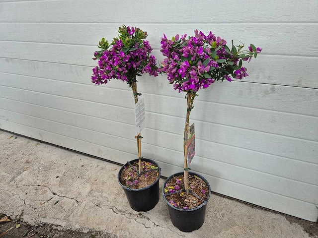 Vleugeltjesbloem op stam - lentebloeier - polygala myrtifolia - hoogte ca. 80 cm (2x) - afbeelding 3 van  3