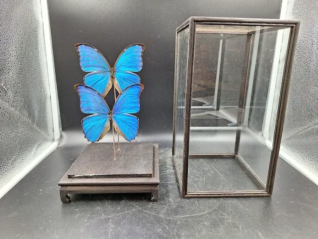 Vlinder in vitrine - afbeelding 1 van  5