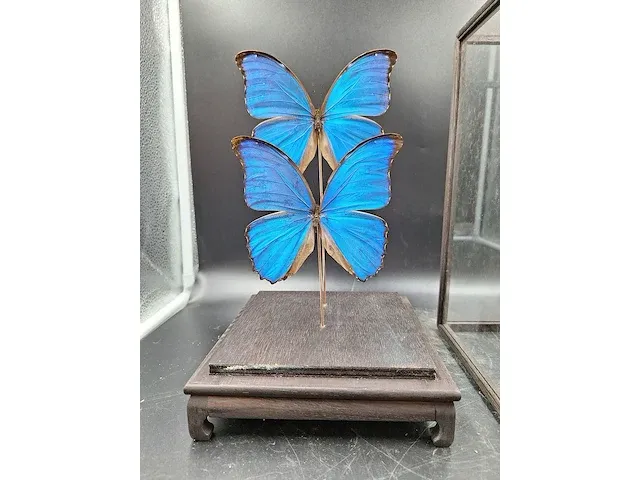 Vlinder in vitrine - afbeelding 2 van  5