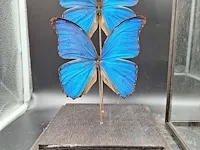 Vlinder in vitrine - afbeelding 2 van  5