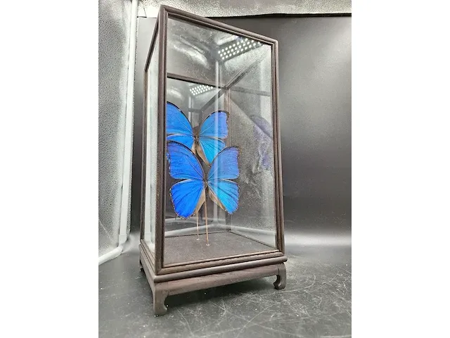 Vlinder in vitrine - afbeelding 3 van  5