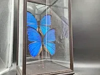 Vlinder in vitrine - afbeelding 3 van  5