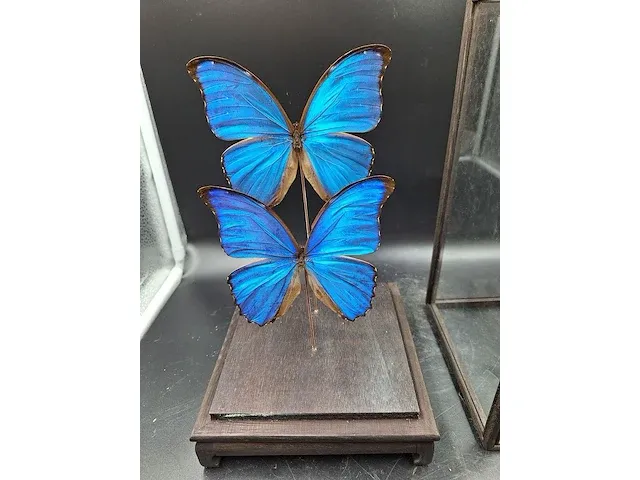 Vlinder in vitrine - afbeelding 4 van  5