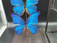 Vlinder in vitrine - afbeelding 4 van  5