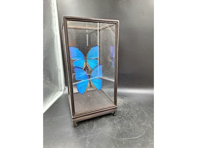 Vlinder in vitrine - afbeelding 5 van  5
