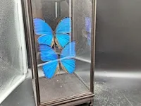 Vlinder in vitrine - afbeelding 5 van  5