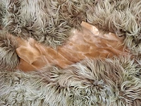 Vloerkleed , carine boxy, glide - afbeelding 4 van  9