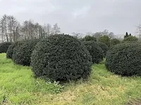 Vormboom (3x) - afbeelding 2 van  3
