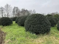 Vormboom (3x) - afbeelding 3 van  3