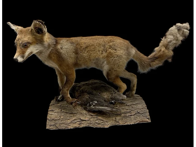 Vos met prooi bouwjaar 20e eeuw, taxidermie - afbeelding 1 van  1