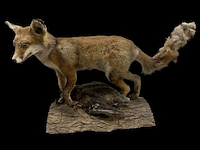 Vos met prooi bouwjaar 20e eeuw, taxidermie - afbeelding 1 van  1